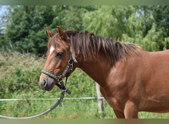 Poni New Forest, Caballo castrado, 3 años, 140 cm, Alazán