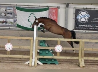 Poni New Forest, Caballo castrado, 3 años, 143 cm, Castaño