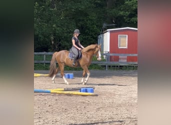 Poni New Forest, Caballo castrado, 3 años, 145 cm, Alazán rojizo