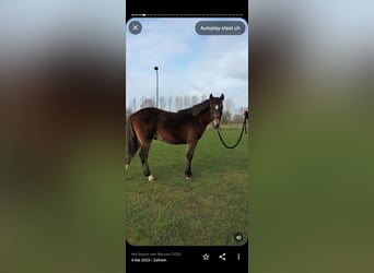 Poni New Forest, Caballo castrado, 3 años, 145 cm, Castaño