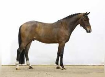 Poni New Forest, Caballo castrado, 3 años, 147 cm, Castaño