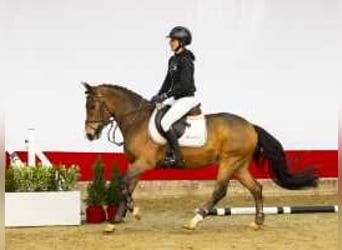 Poni New Forest, Caballo castrado, 3 años, 147 cm, Castaño