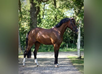 Poni New Forest, Caballo castrado, 3 años, 148 cm, Castaño oscuro