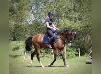 Poni New Forest, Caballo castrado, 3 años, 148 cm, Castaño oscuro