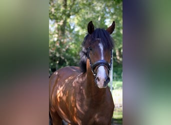 Poni New Forest, Caballo castrado, 3 años, 148 cm, Castaño oscuro