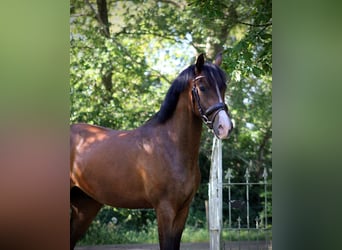 Poni New Forest, Caballo castrado, 3 años, 148 cm, Castaño oscuro