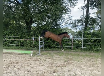 Poni New Forest, Caballo castrado, 3 años, 148 cm, Castaño oscuro