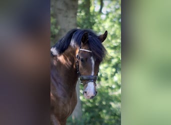 Poni New Forest, Caballo castrado, 3 años, 148 cm, Castaño oscuro