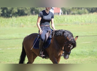 Poni New Forest, Caballo castrado, 3 años, 148 cm, Castaño oscuro