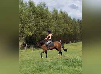 Poni New Forest, Caballo castrado, 3 años, 148 cm, Castaño oscuro