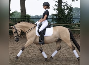 Poni New Forest, Caballo castrado, 4 años, 136 cm, Buckskin/Bayo