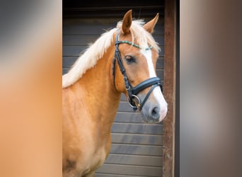 Poni New Forest, Caballo castrado, 4 años, 142 cm, Alazán