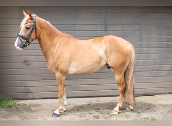 Poni New Forest, Caballo castrado, 4 años, 142 cm, Alazán