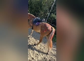 Poni New Forest, Caballo castrado, 4 años, 142 cm, Alazán