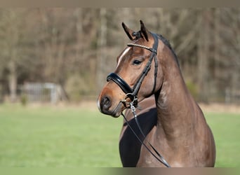Poni New Forest, Caballo castrado, 4 años, 146 cm, Castaño