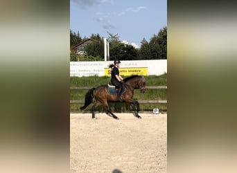 Poni New Forest, Caballo castrado, 4 años, 146 cm, Castaño