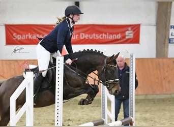 Poni New Forest, Caballo castrado, 4 años, 146 cm, Castaño