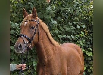 Poni New Forest, Caballo castrado, 4 años, 154 cm, Alazán-tostado