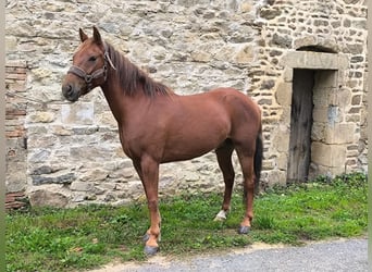 Poni New Forest, Caballo castrado, 5 años, 144 cm, Alazán