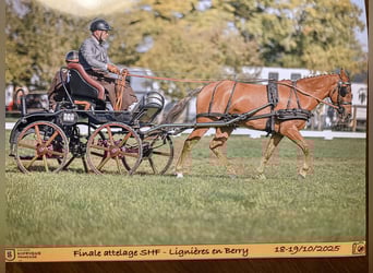 Poni New Forest, Caballo castrado, 5 años, 144 cm