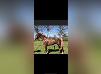 Poni New Forest, Caballo castrado, 5 años, 146 cm, Alazán-tostado