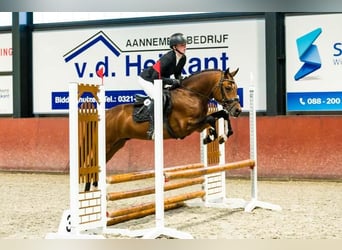 Poni New Forest, Caballo castrado, 5 años, 147 cm, Castaño