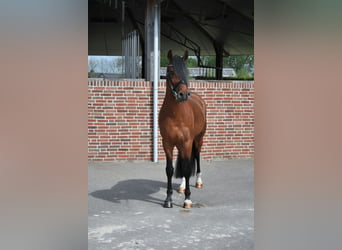 Poni New Forest, Caballo castrado, 5 años, 148 cm, Castaño