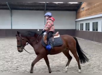 Poni New Forest, Caballo castrado, 6 años, 145 cm, Castaño