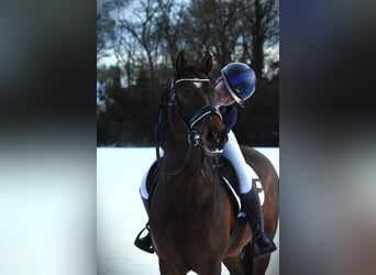 Poni New Forest, Caballo castrado, 6 años, 147 cm, Castaño