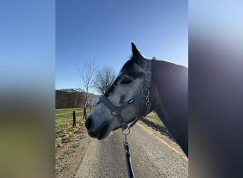 Poni New Forest, Caballo castrado, 6 años, 148 cm, Musgo