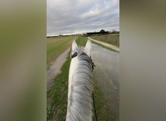 Poni New Forest, Caballo castrado, 6 años, 148 cm, Tordo