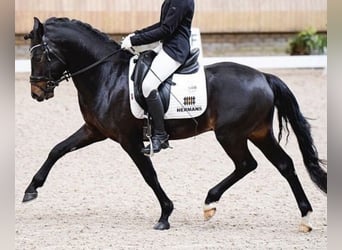 Poni New Forest, Caballo castrado, 7 años, 145 cm, Castaño oscuro