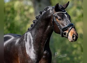 Poni New Forest, Caballo castrado, 7 años, 145 cm, Castaño oscuro