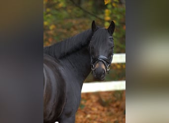 Poni New Forest, Caballo castrado, 8 años, 142 cm