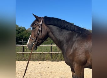 Poni New Forest, Caballo castrado, 8 años, 143 cm, Castaño