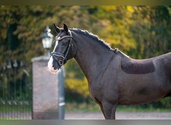 Poni New Forest, Caballo castrado, 8 años, 146 cm, Negro