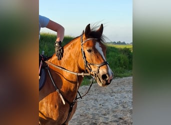 Poni New Forest, Caballo castrado, 8 años, 147 cm, Castaño