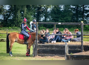 Poni New Forest, Caballo castrado, 8 años, 147 cm, Castaño