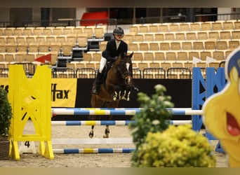 Poni New Forest, Caballo castrado, 9 años, 146 cm, Castaño