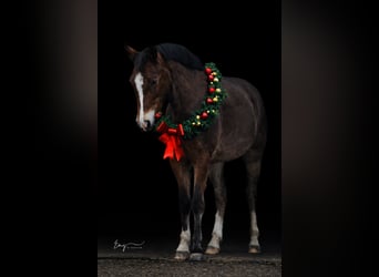 Poni New Forest, Caballo castrado, 9 años, 147 cm, Castaño