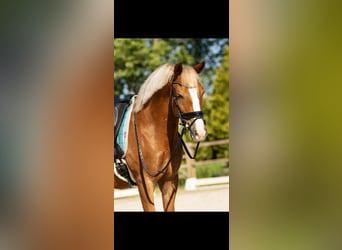 Poni New Forest, Caballo castrado, 9 años, 148 cm, Alazán