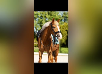 Poni New Forest, Caballo castrado, 9 años, 148 cm, Alazán