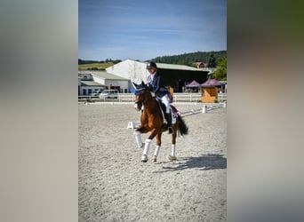 Poni New Forest, Caballo castrado, 9 años, 148 cm, Castaño