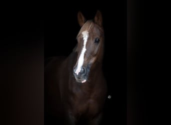 Poni New Forest, Semental, 10 años, 149 cm, Alazán-tostado