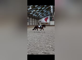 Poni New Forest, Semental, 10 años, 149 cm, Alazán-tostado