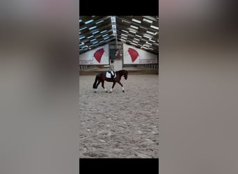 Poni New Forest, Semental, 10 años, 149 cm, Alazán-tostado