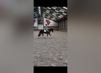 Poni New Forest, Semental, 10 años, 149 cm, Alazán-tostado