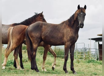 Poni New Forest, Semental, 1 año, 145 cm