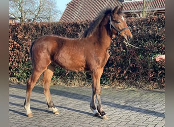 Poni New Forest, Semental, 1 año, 148 cm, Castaño