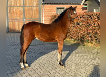 Poni New Forest, Semental, 1 año, 148 cm, Castaño